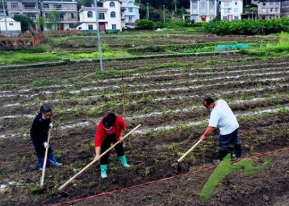 「鄉村振興看昭平」搶抓春耕好時(shí)節 芋頭種植正當時(shí)